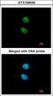 Zinc finger protein with KRAB and SCAN domains 3 antibody, LS-C185760, Lifespan Biosciences, Immunocytochemistry image 