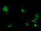 Phosphorylase Kinase Catalytic Subunit Gamma 2 antibody, LS-C175254, Lifespan Biosciences, Immunofluorescence image 