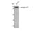 Integrin Subunit Beta 5 antibody, STJ93738, St John