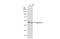 Pygopus Family PHD Finger 2 antibody, NBP2-20019, Novus Biologicals, Western Blot image 