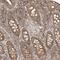 WD repeat-containing protein 85 antibody, PA5-54632, Invitrogen Antibodies, Immunohistochemistry frozen image 