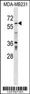 Zinc Finger Protein 543 antibody, 59-406, ProSci, Western Blot image 