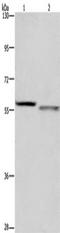 Fyn Related Src Family Tyrosine Kinase antibody, TA349995, Origene, Western Blot image 