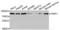 PC4 And SFRS1 Interacting Protein 1 antibody, LS-B15530, Lifespan Biosciences, Western Blot image 