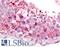 G Protein-Coupled Receptor 18 antibody, LS-A96, Lifespan Biosciences, Immunohistochemistry frozen image 