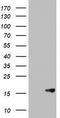 Arginine vasopressin-induced protein 1 antibody, LS-C336764, Lifespan Biosciences, Western Blot image 