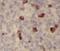 Interleukin 18 antibody, FNab06764, FineTest, Immunohistochemistry paraffin image 