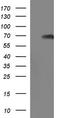 Nuclear LIM interactor-interacting factor 2 antibody, CF507255, Origene, Western Blot image 