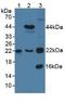 Transgelin 2 antibody, LS-C373402, Lifespan Biosciences, Western Blot image 