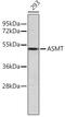 Acetylserotonin O-Methyltransferase antibody, 14-165, ProSci, Western Blot image 