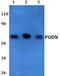 Podocan antibody, PA5-75780, Invitrogen Antibodies, Western Blot image 