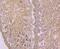 Argininosuccinate Synthase 1 antibody, NBP2-76941, Novus Biologicals, Immunohistochemistry paraffin image 