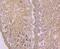 Citrulline--aspartate ligase antibody, NBP2-76941, Novus Biologicals, Immunohistochemistry paraffin image 