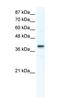 Transcription Factor AP-4 antibody, orb324700, Biorbyt, Western Blot image 