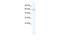 CBFA2/RUNX1 Partner Transcriptional Co-Repressor 3 antibody, PA5-40816, Invitrogen Antibodies, Western Blot image 