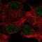 Carbonic Anhydrase 12 antibody, NBP2-57791, Novus Biologicals, Immunofluorescence image 