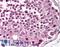 MAP Kinase Activating Death Domain antibody, LS-B583, Lifespan Biosciences, Immunohistochemistry frozen image 