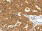 Plasminogen Activator, Tissue Type antibody, CSB-PA255864, Cusabio, Immunohistochemistry paraffin image 