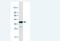 Paired Related Homeobox 1 antibody, H00005396-M01-100ug, Novus Biologicals, Western Blot image 