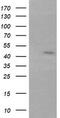 Ring Finger Protein 39 antibody, TA505915, Origene, Western Blot image 