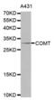 Catechol-O-Methyltransferase antibody, abx001179, Abbexa, Western Blot image 