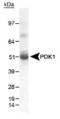Pyruvate Dehydrogenase Kinase 1 antibody, PA1-16945, Invitrogen Antibodies, Western Blot image 