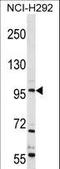 Transient Receptor Potential Cation Channel Subfamily C Member 4 antibody, LS-C160229, Lifespan Biosciences, Western Blot image 