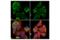 G3BP Stress Granule Assembly Factor 1 antibody, 61559S, Cell Signaling Technology, Immunofluorescence image 