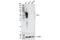 Programmed Cell Death 1 antibody, 84651T, Cell Signaling Technology, Western Blot image 