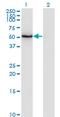 Zinc Finger And SCAN Domain Containing 21 antibody, MA5-20257, Invitrogen Antibodies, Western Blot image 