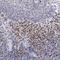Interferon Regulatory Factor 4 antibody, NBP1-82814, Novus Biologicals, Immunohistochemistry frozen image 