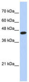 E2F-1 antibody, TA330087, Origene, Western Blot image 