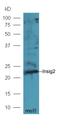 Insulin Induced Gene 2 antibody, orb101125, Biorbyt, Western Blot image 