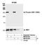 Structural Maintenance Of Chromosomes 1A antibody, NB100-206, Novus Biologicals, Western Blot image 