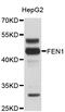 Flap Structure-Specific Endonuclease 1 antibody, abx126909, Abbexa, Western Blot image 