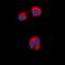 AP2 Associated Kinase 1 antibody, orb382548, Biorbyt, Immunofluorescence image 