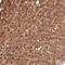 Vomeronasal 1 Receptor 2 antibody, PA5-60744, Invitrogen Antibodies, Immunohistochemistry paraffin image 
