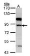 Hydroxysteroid 17-Beta Dehydrogenase 4 antibody, orb74141, Biorbyt, Western Blot image 