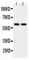 Cytochrome P450(scc) antibody, PA1698, Boster Biological Technology, Western Blot image 