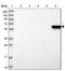 Sodium- and chloride-dependent GABA transporter 2 antibody, NBP1-91920, Novus Biologicals, Western Blot image 