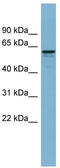 Dynactin Subunit 4 antibody, TA345053, Origene, Western Blot image 