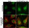 Cofilin 1 antibody, GTX102156, GeneTex, Immunofluorescence image 