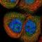 Cilia And Flagella Associated Protein 298 antibody, NBP1-88277, Novus Biologicals, Immunofluorescence image 