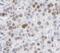 Interleukin 1 Receptor Associated Kinase 1 antibody, FNab04382, FineTest, Immunohistochemistry paraffin image 