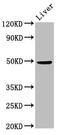 Protein phosphatase 1F antibody, CSB-PA018493LA01HU, Cusabio, Western Blot image 