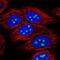 DENN Domain Containing 4A antibody, NBP2-49444, Novus Biologicals, Immunofluorescence image 