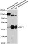 Growth Differentiation Factor 2 antibody, abx125873, Abbexa, Western Blot image 