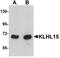 Kelch Like Family Member 15 antibody, 5223, ProSci, Western Blot image 