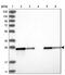 ETHE1 Persulfide Dioxygenase antibody, PA5-56040, Invitrogen Antibodies, Western Blot image 