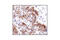 Heat Shock Protein Family B (Small) Member 1 antibody, 2401L, Cell Signaling Technology, Immunohistochemistry frozen image 